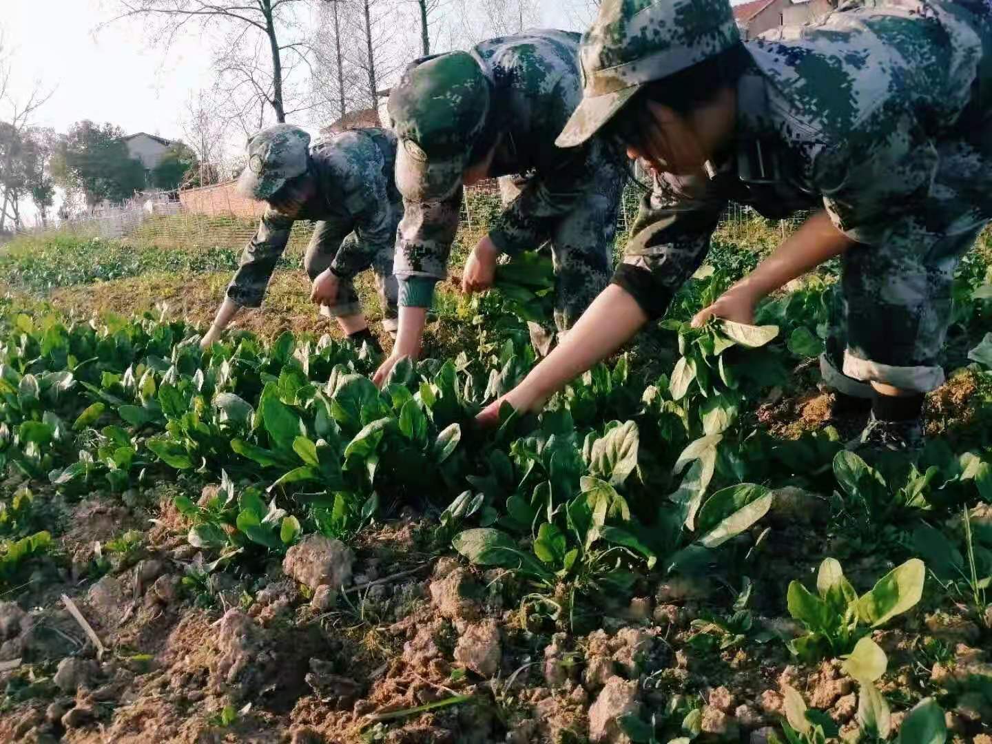 正苗启德学生种菜